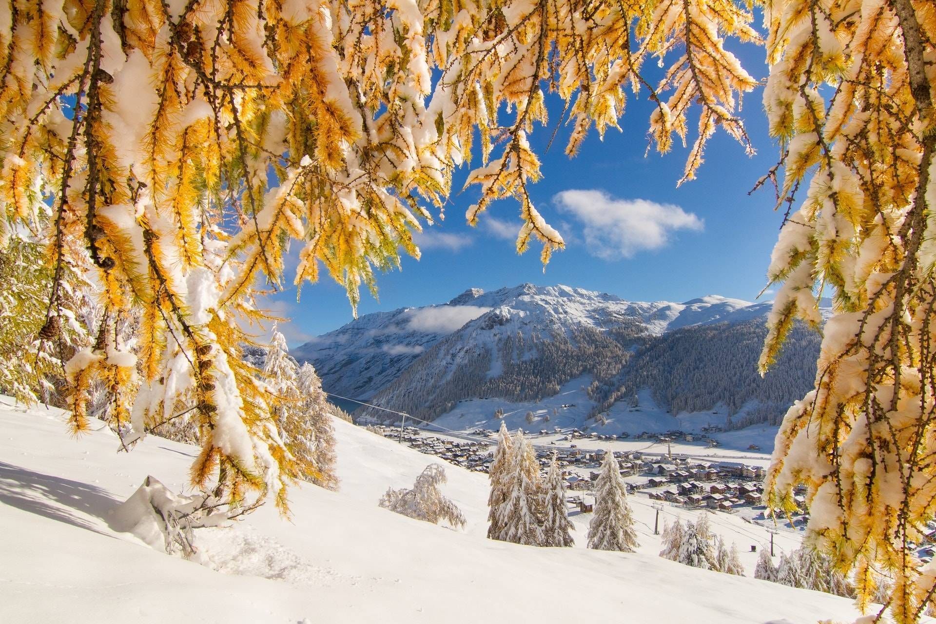 Larici gialli carichi di neve con vista su Livigno e le montagne