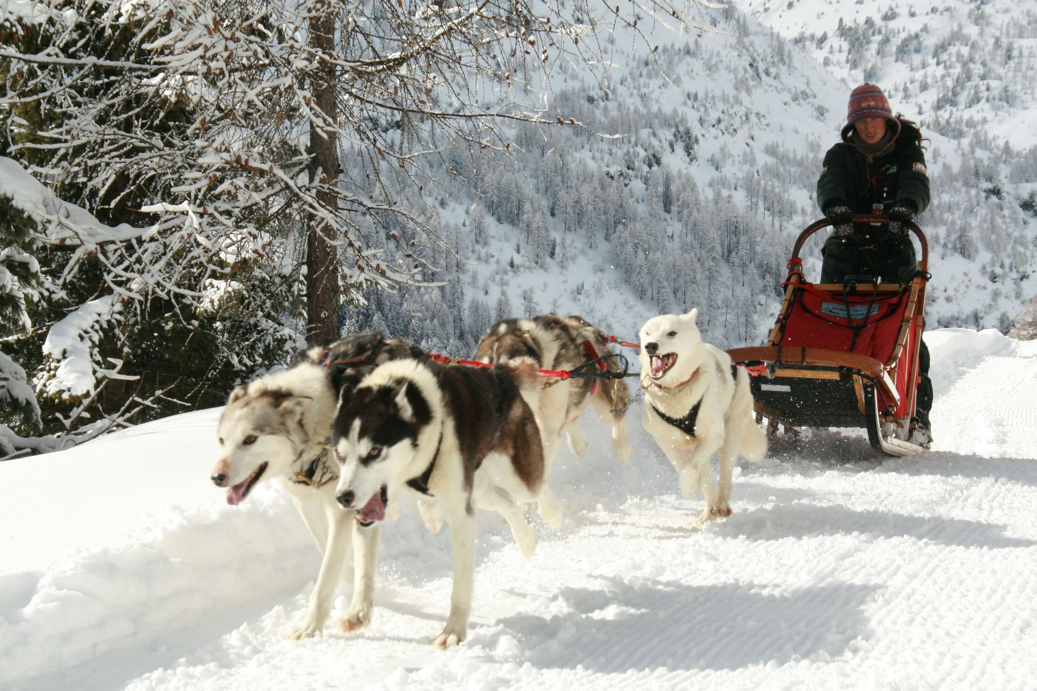 Slitta trainata dai cani da slitta tra gli alberi innevati di Livigno